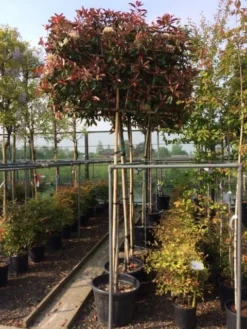 Glansmispel Als Leiboom (Photinia Fraseri 'Red Robin') 7 Glansmispel Als Leiboom (Photinia Fraseri 'Red Robin') -Planten Verkoopwinkel photinia lei 10 12cm