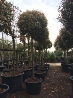 Glansmispel Als Boom (Photinia Fraseri 'Red Robin') -Planten Verkoopwinkel photinia red robin 2025