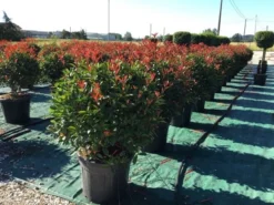 Glansmispel Als Bolvorm (Photinia Fraseri 'Carré Rouge')