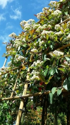 Glansmispel Als Leiboom (Photinia Fraseri 'Red Robin') 9 Glansmispel Als Leiboom (Photinia Fraseri 'Red Robin') -Planten Verkoopwinkel photinialeiboom01