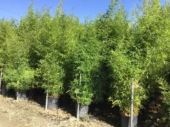 Bamboe (Phyllostachys Aurea) -Planten Verkoopwinkel phyllostachus aurea 150 200cm