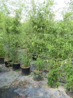 Bamboe (Phyllostachys Aureosulcata 'Spectabilis') -Planten Verkoopwinkel phyllostachys 1