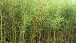 Planten Verkoopwinkel -Planten Verkoopwinkel phyllostachys aurea