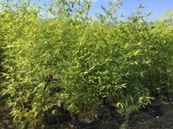 Bamboe (Phyllostachys Aurea) -Planten Verkoopwinkel phyllostachys aurea 100 125cm c5