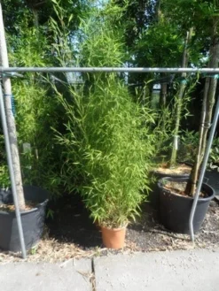 Bamboe (Phyllostachys Aurea) -Planten Verkoopwinkel phyllostachys aurea 150 175 c12