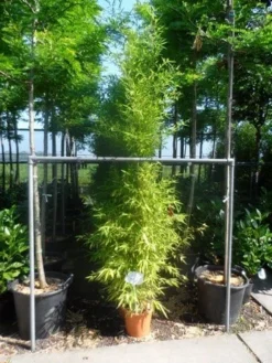 Bamboe (Phyllostachys Aurea) -Planten Verkoopwinkel phyllostachys aurea 175 200 c12
