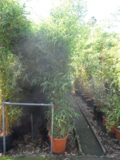 Bamboe (Phyllostachys Aurea) -Planten Verkoopwinkel phyllostachys aurea 200 250 c25