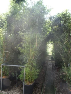 Bamboe (Phyllostachys Aurea) -Planten Verkoopwinkel phyllostachys aurea 250 300 c35