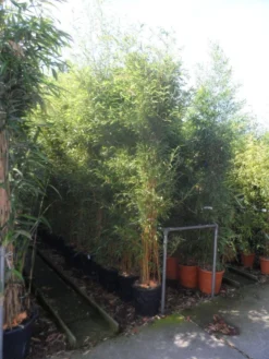 Bamboe (Phyllostachys Aureosulcata 'Spectabilis') -Planten Verkoopwinkel phyllostachys aureosulcata spectabilis 200 250 c25