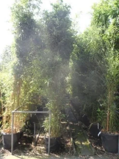Bamboe (Phyllostachys Bissetii) -Planten Verkoopwinkel phyllostachys bissetii 250 300 c35