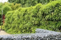 Bamboe (Phyllostachys Bissetii) -Planten Verkoopwinkel phyllostachys bissetti 1