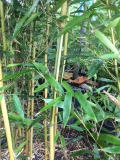 Bamboe (Phyllostachys Aureosulcata 'Spectabilis') -Planten Verkoopwinkel phyllostahys spectabilis 3