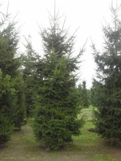 Fijnspar (Picea Abies) -Planten Verkoopwinkel picea abies 2 450 500 1 1