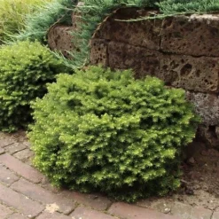 Kussenspar (Picea Abies 'Little Gem') -Planten Verkoopwinkel picea abies little gem 1