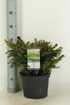 Spar (Picea Abies 'Nidiformis') 6 Spar (Picea Abies 'Nidiformis') -Planten Verkoopwinkel picea abies nidiformis c5 m