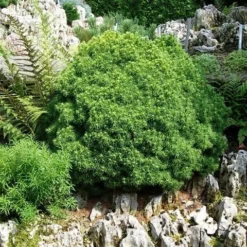 Kogelspar (Picea Glauca 'Alberta Globe') -Planten Verkoopwinkel picea glauca alberta globe