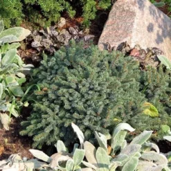 Dwergspar (Picea Glauca 'Echiniformis') -Planten Verkoopwinkel picea glauca echiniformis 1