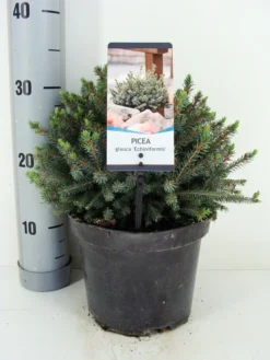 Dwergspar (Picea Glauca 'Echiniformis') -Planten Verkoopwinkel picea glauca echiniformis zomer c3 m