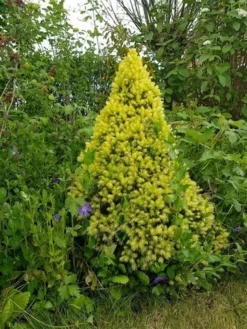 Witte Alberta Spar (Picea Glauca 'J.W. Daisy's White') -Planten Verkoopwinkel picea glauca j.w. daisy s white 1