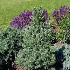 Blauwe Alberta Spar (Picea Glauca Sander's Blue) -Planten Verkoopwinkel picea glauca sander s blue
