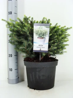 Servische Spar (Picea Omorika 'Karel') 7 Servische Spar (Picea Omorika 'Karel') -Planten Verkoopwinkel picea omorika karel zomer c5 m