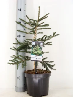 Kaukasische Spar (Picea Orientalis 'Aureospicata') -Planten Verkoopwinkel picea orientalis aureospicata winter c3 m