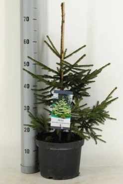 Kaukasische Spar (Picea Orientalis 'Aureospicata') -Planten Verkoopwinkel picea orientalis aureospicata winter c5 m