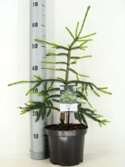 Kaukasische Spar (Picea Orientalis 'Aureospicata') -Planten Verkoopwinkel picea orientalis aureospicata zomer c3 m