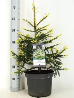 Kaukasische Spar (Picea Orientalis 'Aureospicata') -Planten Verkoopwinkel picea orientalis aureospicata zomer c5 m