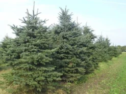 Blauwspar (Picea Pungens 'Glauca') -Planten Verkoopwinkel picea p glauca 300 350 1