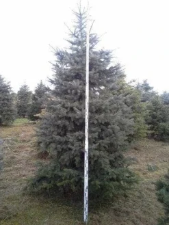 Blauwspar (Picea Pungens 'Glauca') -Planten Verkoopwinkel picea p glauca 350 1