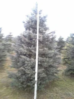 Blauwspar (Picea Pungens 'Glauca') -Planten Verkoopwinkel picea p glauca 350 1 1