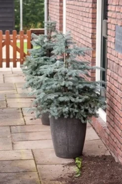 Noorse Blauwspar (Picea Pungens 'Erich Frahm') -Planten Verkoopwinkel picea pungens erich frahm 1