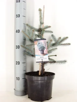 Noorse Blauwspar (Picea Pungens 'Erich Frahm')