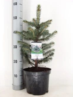 Blauwspar (Picea Pungens 'Glauca') -Planten Verkoopwinkel picea pungens glauca c3 m 1