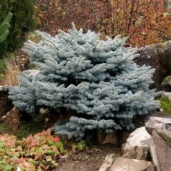 Colorado Spar (Picea Pungens 'Glauca Globosa') -Planten Verkoopwinkel picea pungens glauca globosa
