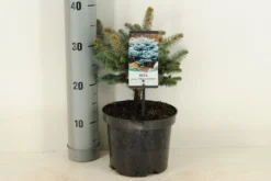 Colorado Spar (Picea Pungens 'Glauca Globosa') -Planten Verkoopwinkel picea pungens glauca globosa c3 m