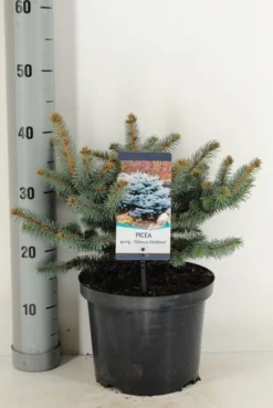 Colorado Spar (Picea Pungens 'Glauca Globosa') -Planten Verkoopwinkel picea pungens glauca globosa c5 m