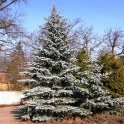 Spar (Picea Pungens 'Hoopsii') -Planten Verkoopwinkel picea pungens hoopsii
