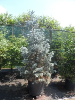 Spar (Picea Pungens 'Hoopsii') 13 Spar (Picea Pungens 'Hoopsii') -Planten Verkoopwinkel picea pungens hoopsii 175 200 250 1