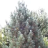 Alpenden (Pinus Cembra 'Glauca')