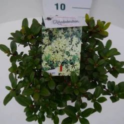 Dwergrhododendron (Rhododendron 'Princess- Anne') -Planten Verkoopwinkel pincess ann c2 boven 1