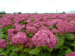 Hortensia (Hydrangea 'Pink Annabelle') -Planten Verkoopwinkel pink annabelle 1