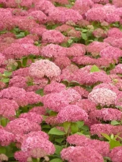 Hortensia (Hydrangea 'Pink Annabelle') -Planten Verkoopwinkel pink annabelle 2 1