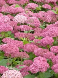 Hortensia (Hydrangea 'Pink Annabelle') -Planten Verkoopwinkel pink annabelle 3