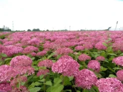 Hortensia (Hydrangea 'Pink Annabelle') -Planten Verkoopwinkel pink annabelle 4