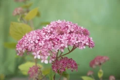 Hortensia (Hydrangea 'Pink Annabelle') -Planten Verkoopwinkel pink annabelle 8 1