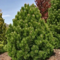 Dwerg Bergden (Pinus Mugo 'Wintergold') -Planten Verkoopwinkel pinus heldreichii compact gem 1 1