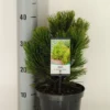 Bosnische Den (Pinus Heldreichii 'Compact Gem')