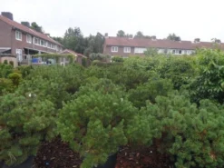 Bergden (Pinus Mugo Mughus) -Planten Verkoopwinkel pinus mugo mughus diameter 100 125 150 c130 1